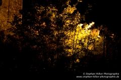 MG_5535