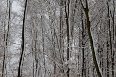 flora_und_fauna_winter_20081122_01